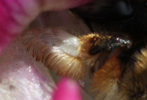 Megachile willughbiella